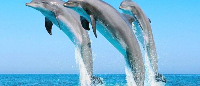 بيت الدلافين-cleaned